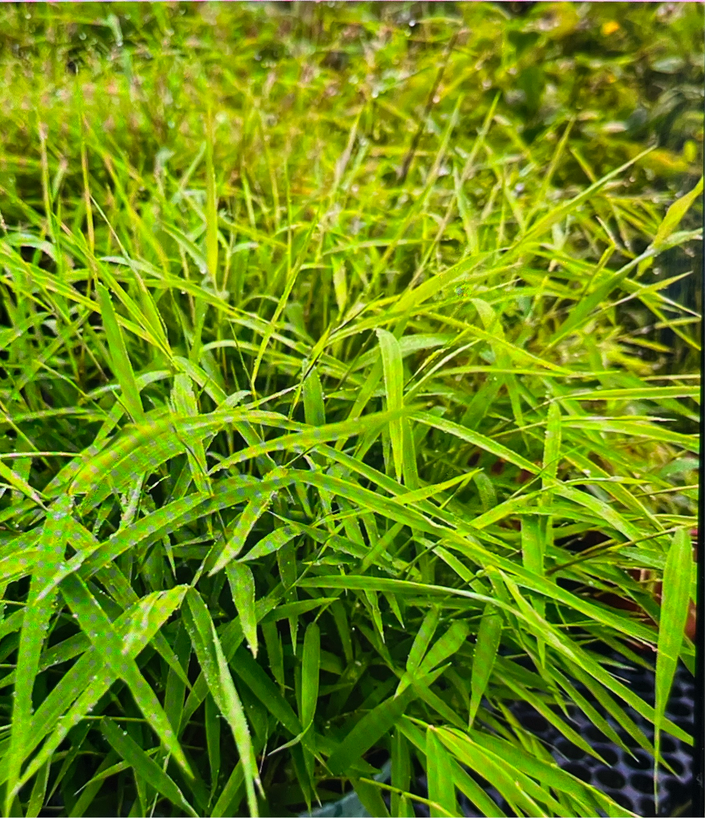 FRAGANCIA BAMBOO GRASS