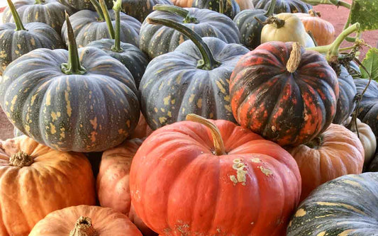FRAGANCIA CALABAZA