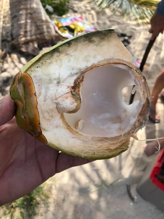 FRAGANCIA COQUITO