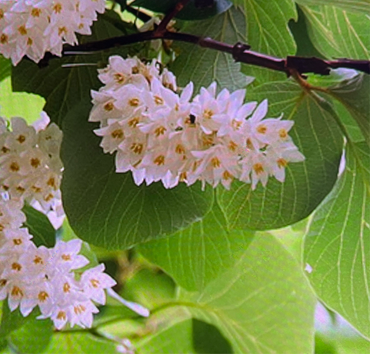 FRAGANCIA BENZOIN