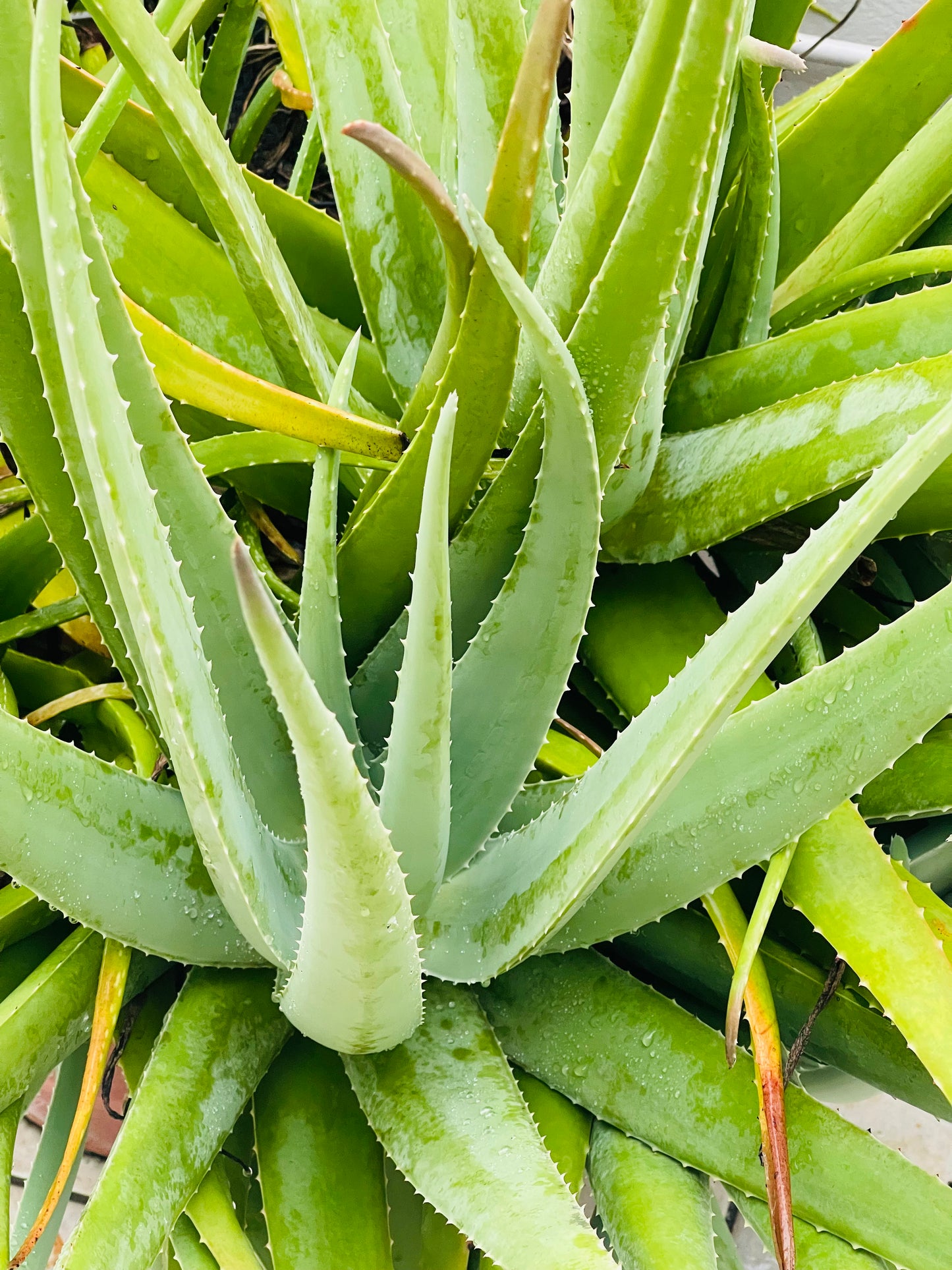 FRAGANCIA ALOE VERA