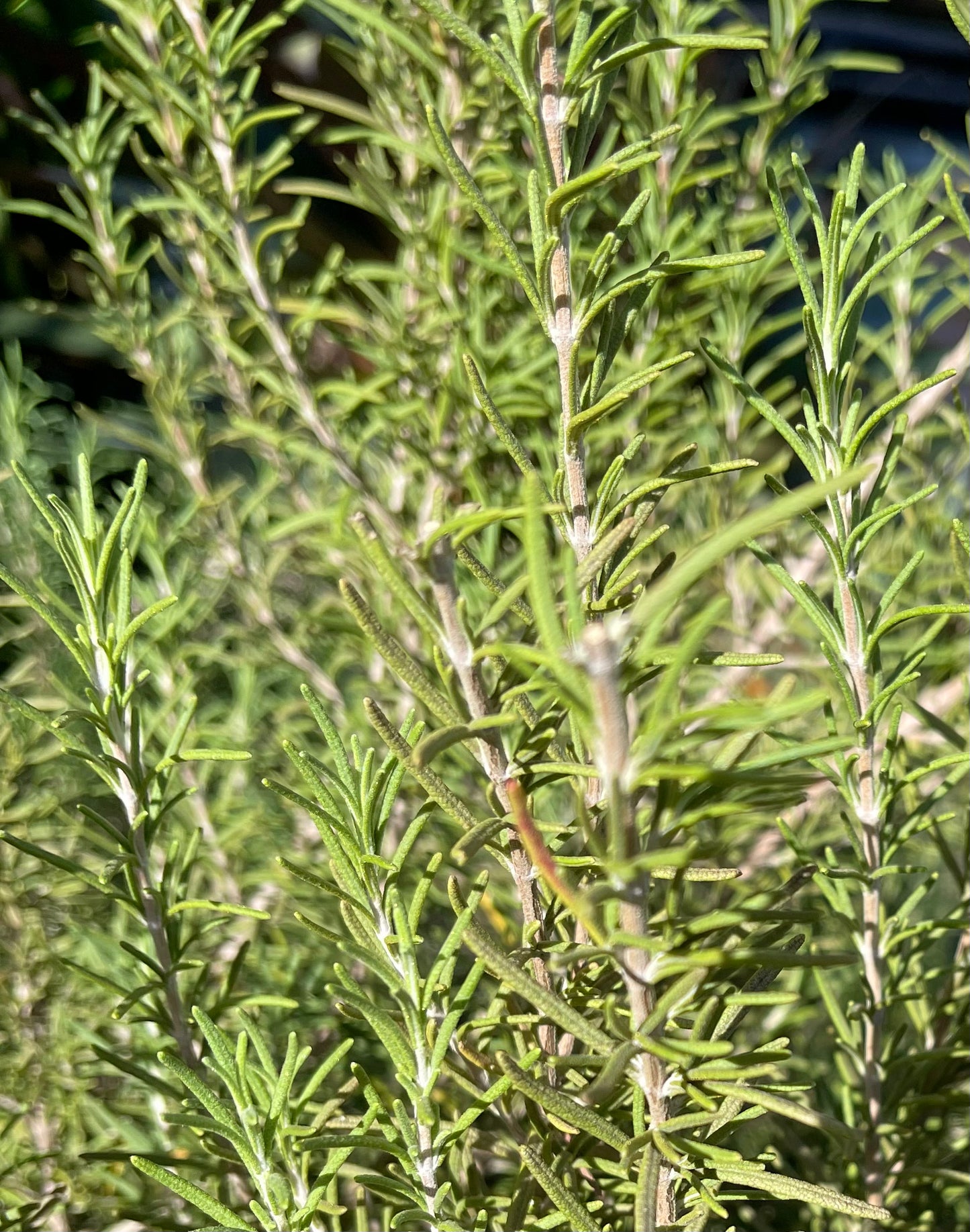 FRAGANCIA ROMERO (ROSEMARY)