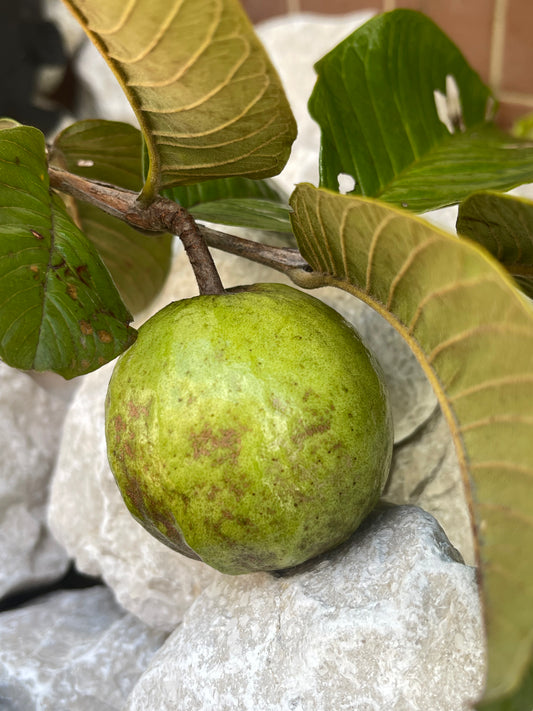 FRAGANCIA GUAVA (GUAYABA)
