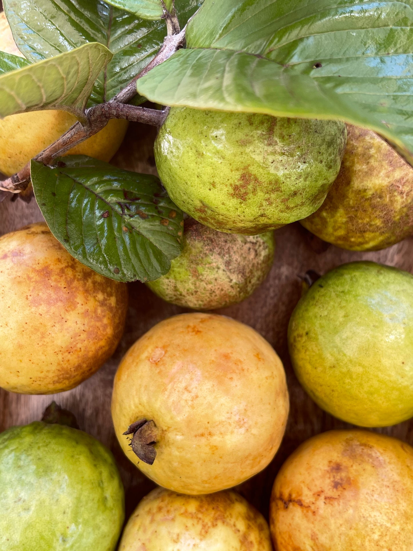 FRAGANCIA GUAVA (GUAYABA)