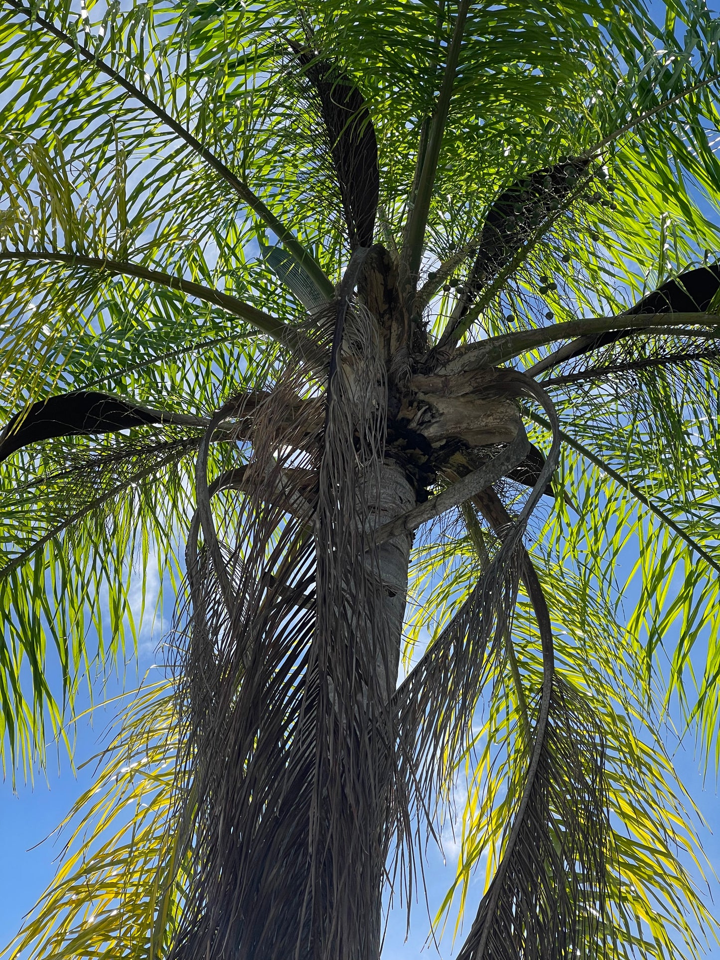 FRAGANCIA PALM ISLAND 1 OZ