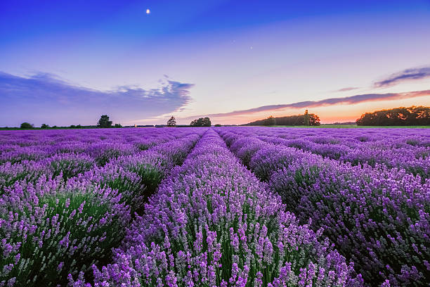 FRAGANCIA FRENCH LAVENDER