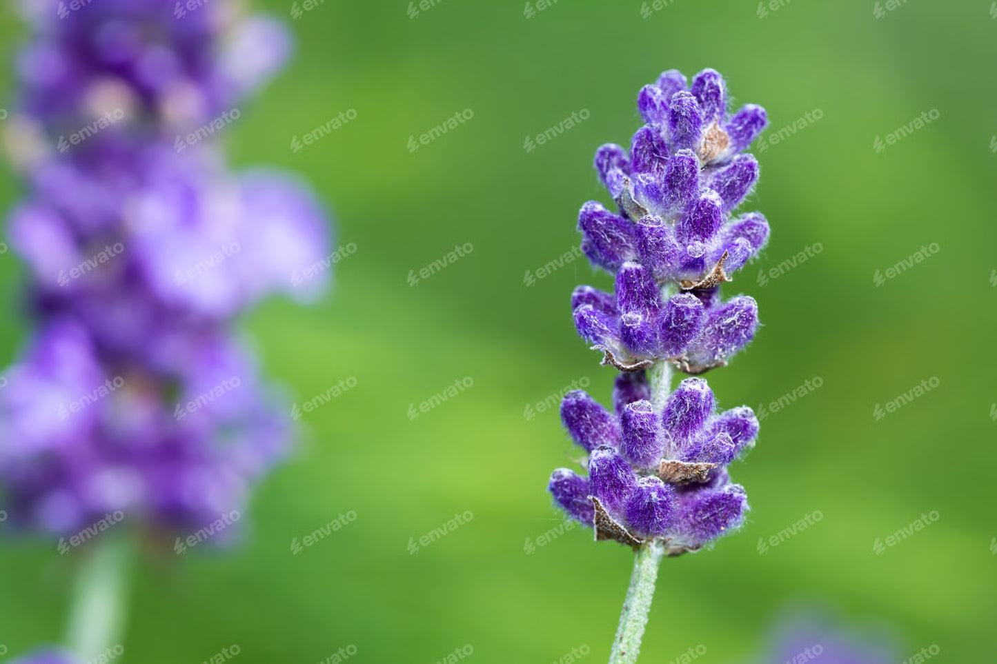 FRAGANCIA LAVENDER FLOWERS