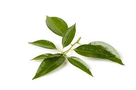 ACEITE ESENCIAL CAMPHOR (ALCANFOR) 0.50 OZ