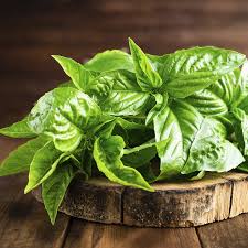 ACEITE ESENCIAL BASIL (ALBAHACA) 0.50 OZ