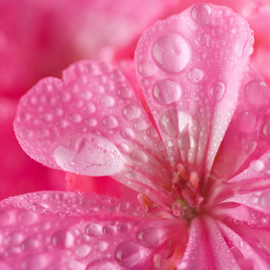 ROSE GERANIUM HYDROSOL 4 OZ