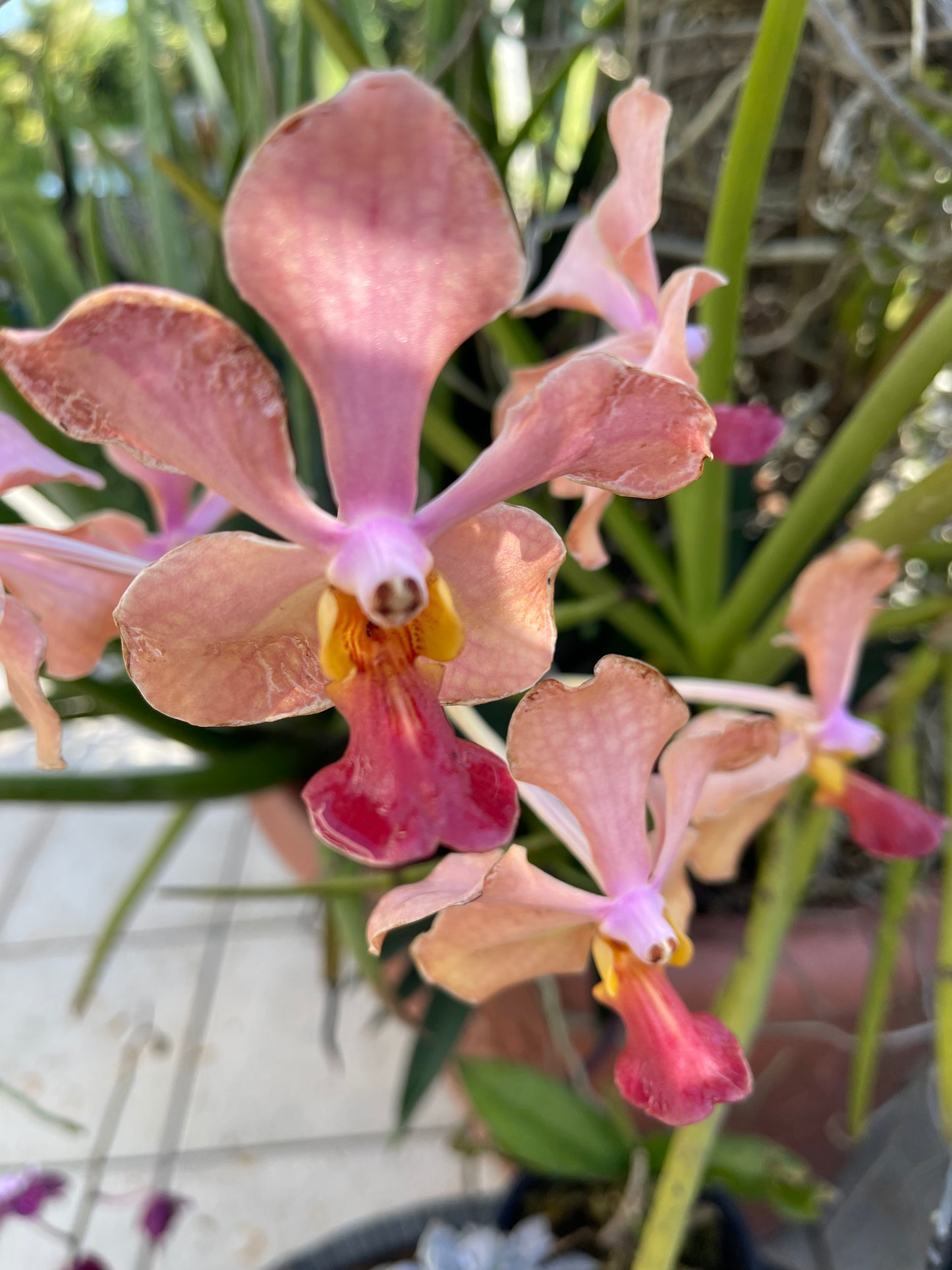 FRAGANCIA VANDA ORCHID 1 OZ