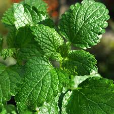 ACEITE ESENCIAL MENTA (PEPPERMINT) 0.5 OZ