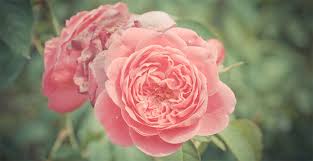 ACEITE ESENCIAL ROSE 0.5 OZ