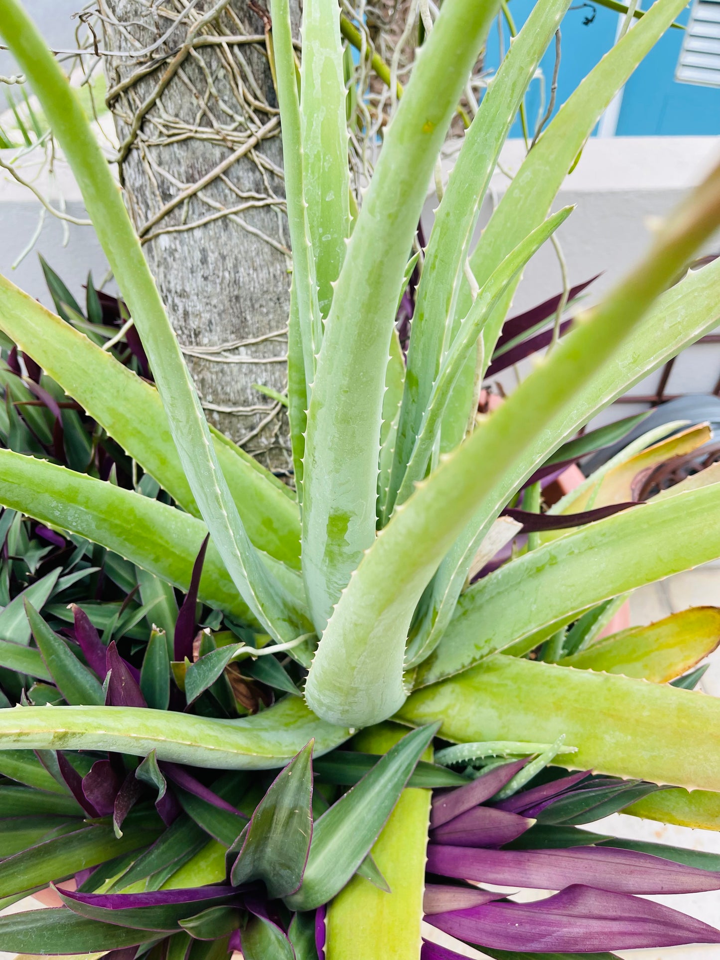 ALOE VERA GEL 16 ONZAS Y GALON