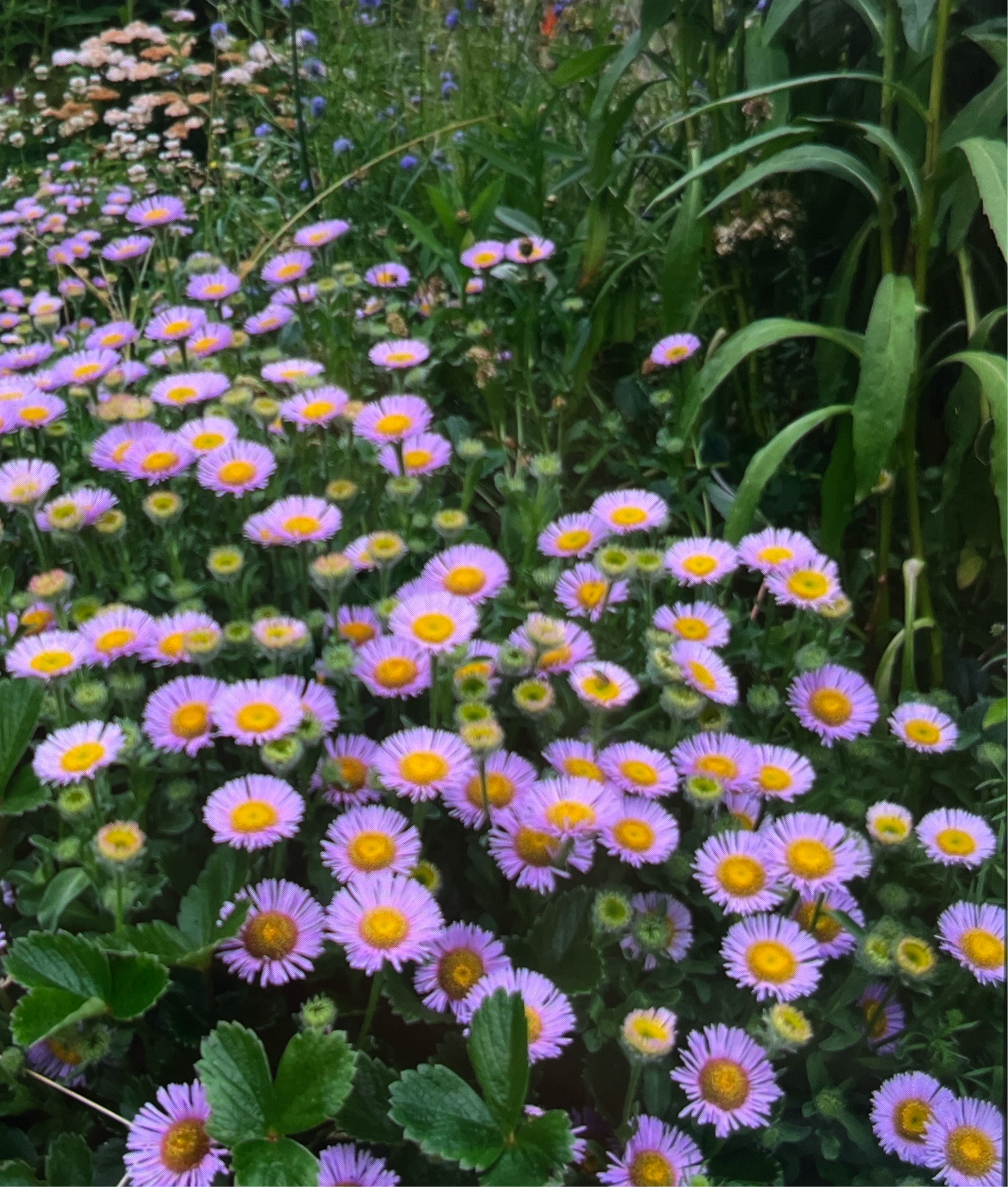 FRAGANCIA BEACH DAISIES