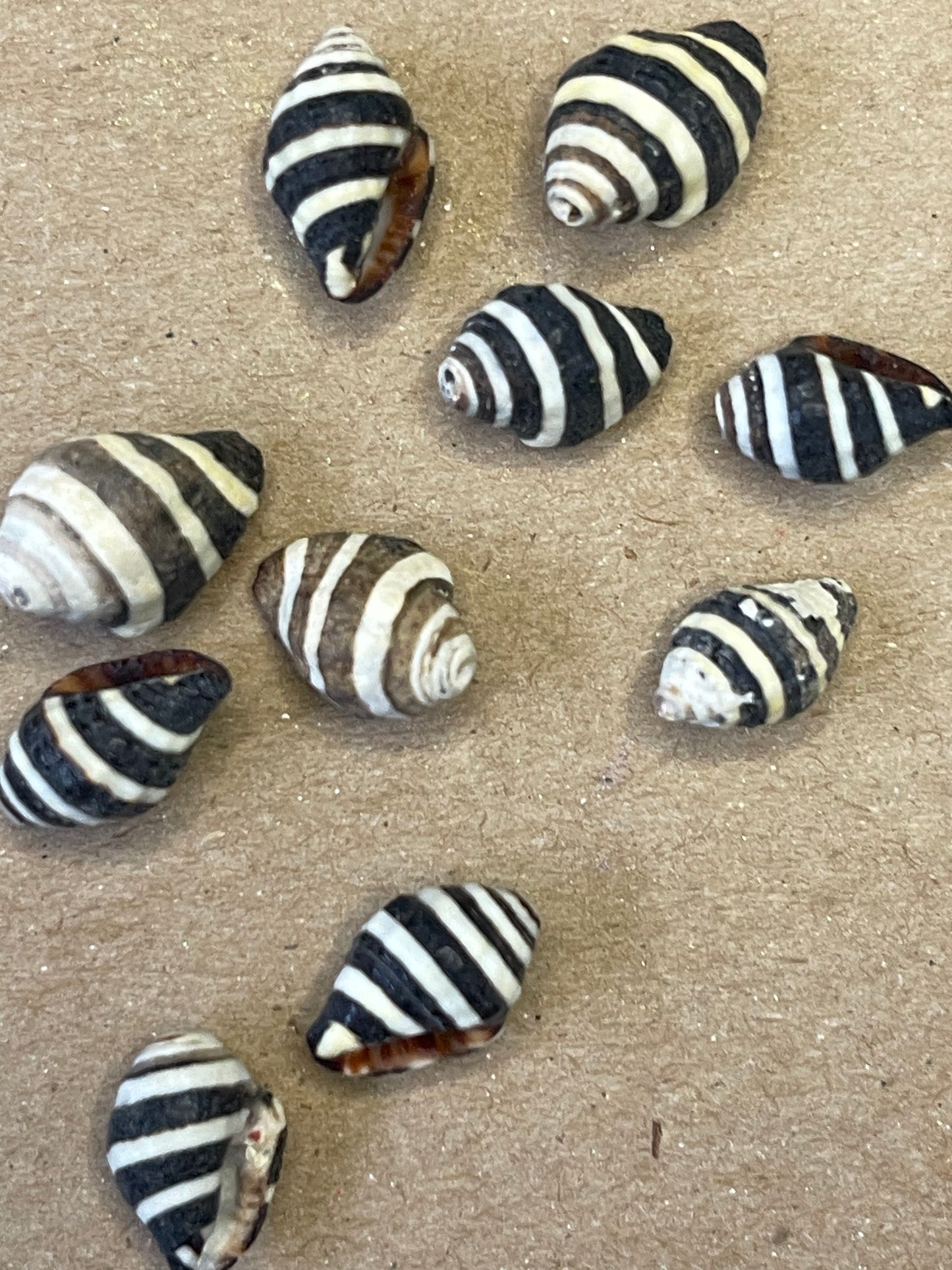 SHELL BEADS SPIRAL BLACK NO HOLE 10 PC