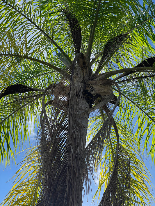 FRAGANCIA PALM ISLAND 1 OZ