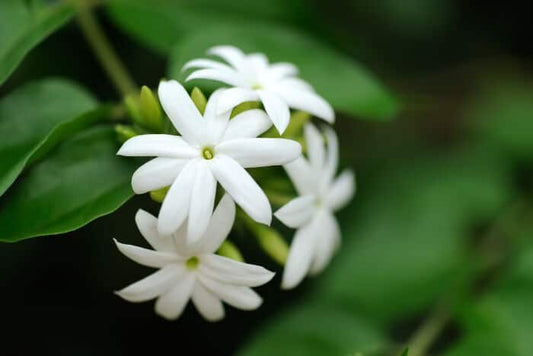 FRAGANCIA JASMINE