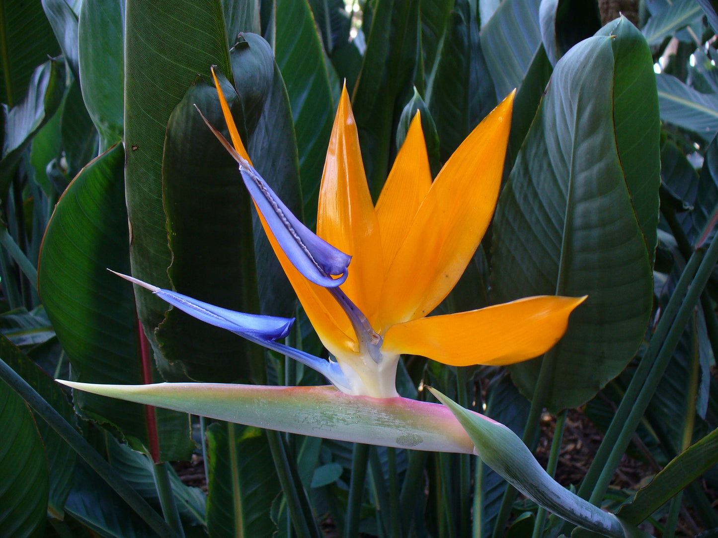 FRAGANCIA BIRD OF PARADISE