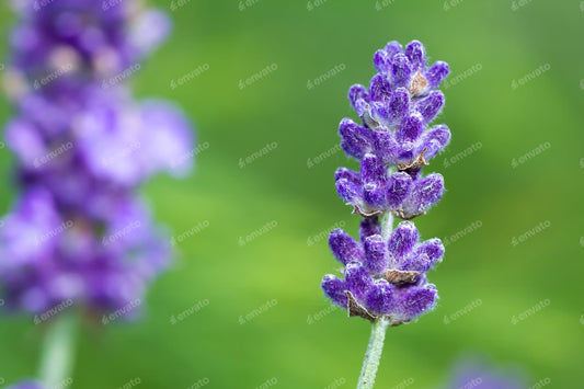 FRAGANCIA LAVENDER FLOWERS
