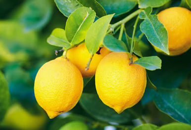 FRAGANCIA LEMON