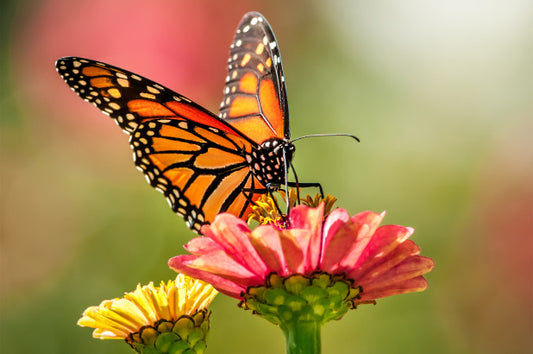 FRAGANCIA BUTTERFLY HUGS