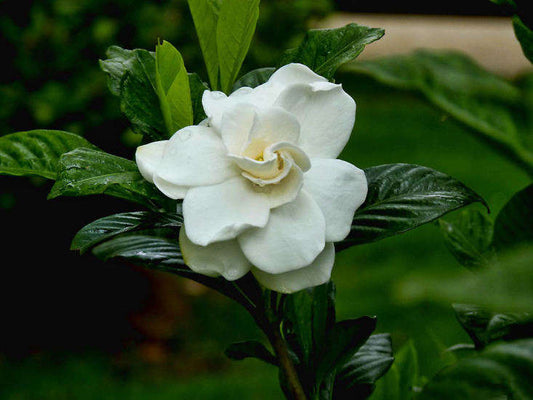 FRAGANCIA GARDENIA