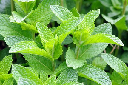 FRAGANCIA MENTA (PEPPERMINT)