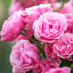 FRAGANCIA ODE DE ROSE